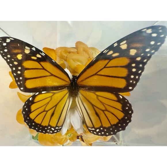 Vintage 1970s Real Monarch Butterfly Display Taxidermy Acrylic Case Decor - Picture 9 of 13